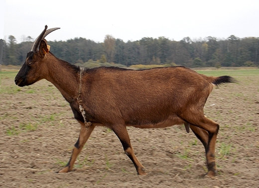 Kanie Helenowskie. Biegncy kozioek.