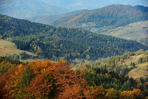 Dolina Wierchomli. Beskid Sdecki