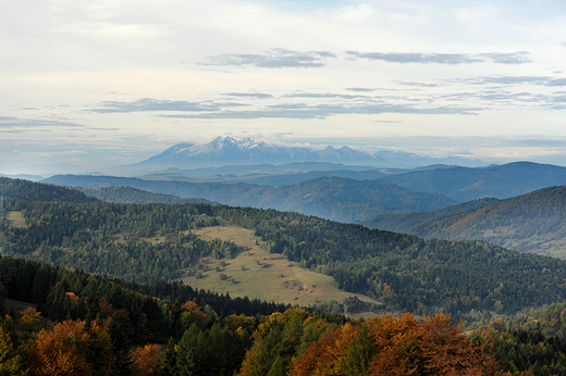 Poranek na Wierchomli. Beskid Sdecki