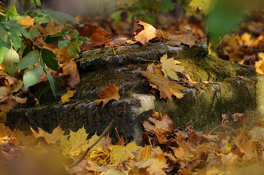 Zapomniany cmentarz. abuki