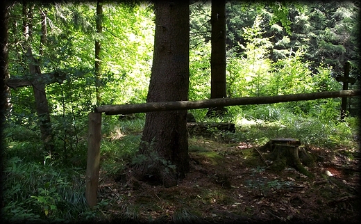 stary, opuszczony cmentarzyk