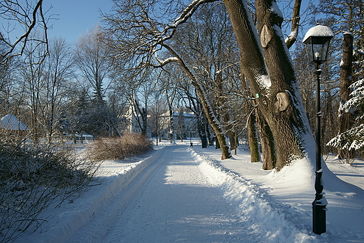 Aleja parkowa w Radziejowicach