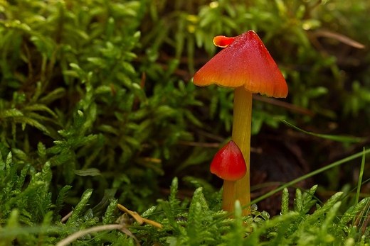 Hygrocybe nigrescsens