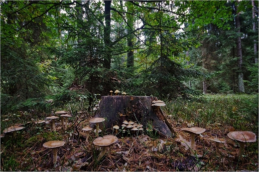 Grzyby Suwalszczyzny - tych nie zbieram.