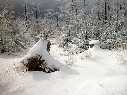 Odrobina soca w zimowym pejzau. Beskid lski