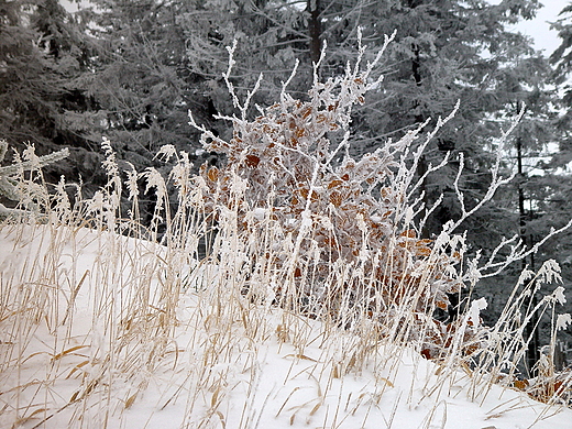 Malowane mrozem. Beskid lski