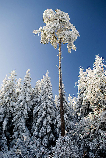 Zimowa, samotna sosna. Ciechostowice