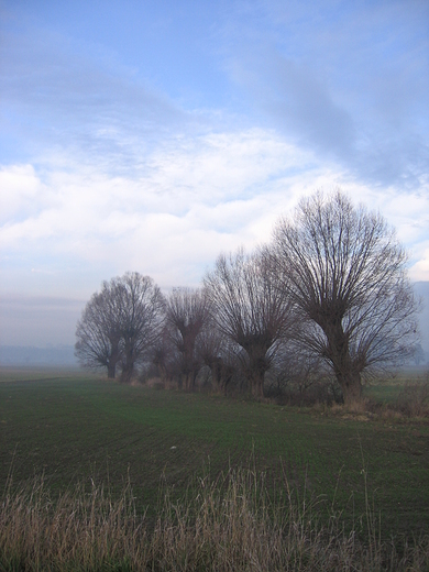 wierzby w okolicy Raciborza