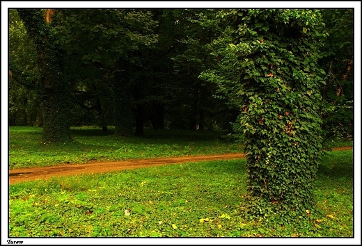 Turew - park otaczajcy barokowy paac Chapowskich