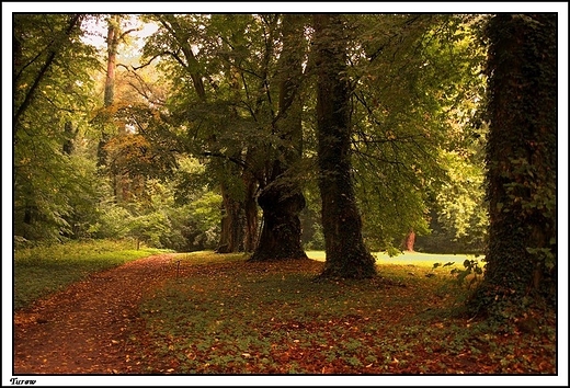 Turew - park otaczajcy barokowy paac Chapowskich