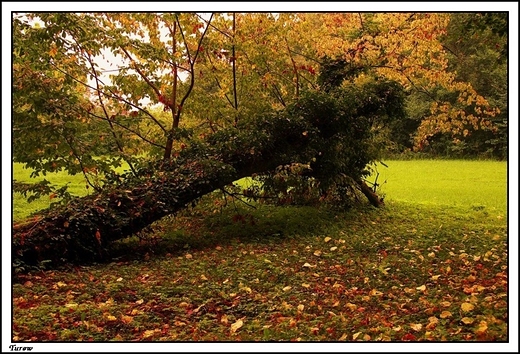 Turew - park otaczajcy barokowy paac Chapowskich