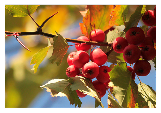 Gg szkaratny Crataegus coccinea