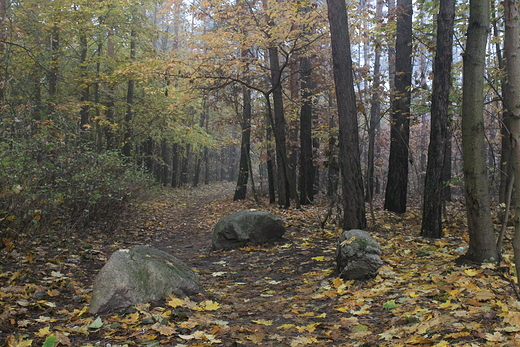 Padziernik w lesie