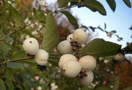 nieguliczka