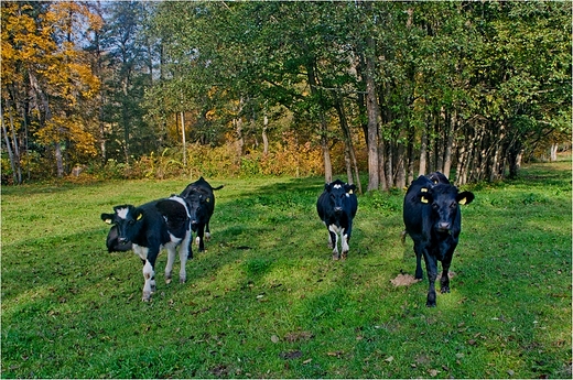 Na ce nad jeziorem Hacza.