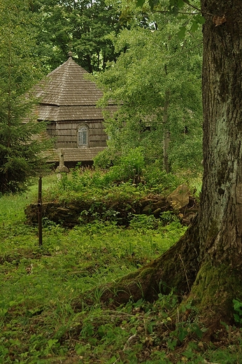 Ukryta wrd zieleni. Liskowate