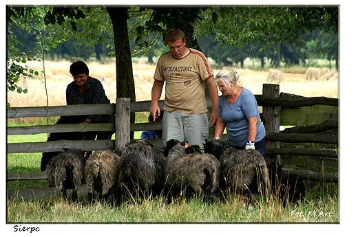 Skansen w Sierpcu - znakowanie owiec
