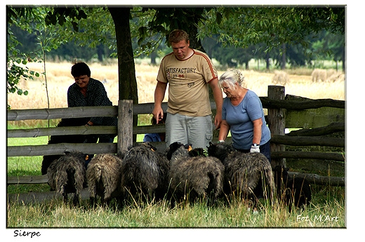 Skansen w Sierpcu - znakowanie owiec