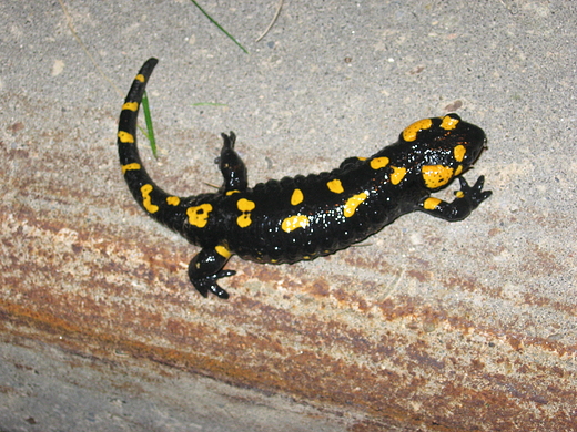 Salamandra plamista