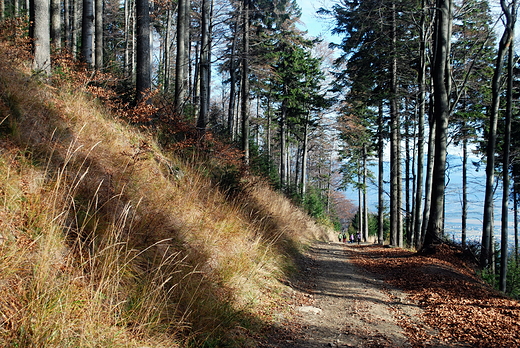 Beskid lski. Szlak na Klimczok.