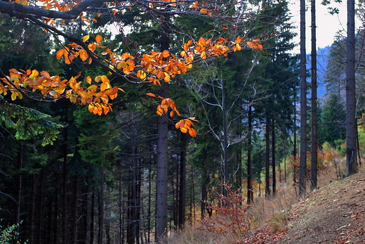 Beskid lski jesieni.