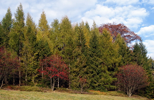 Beskid lski w pogodny jesienny czas.