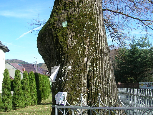 pomnik przyrody 