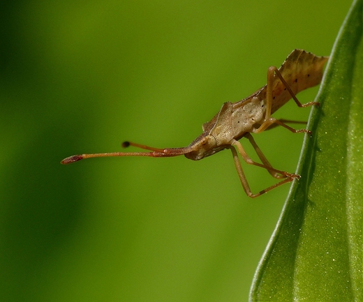 Syromastus rhombeus