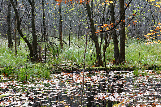 Gdask Osowa, Trjmiejski Park Krajobrazowy