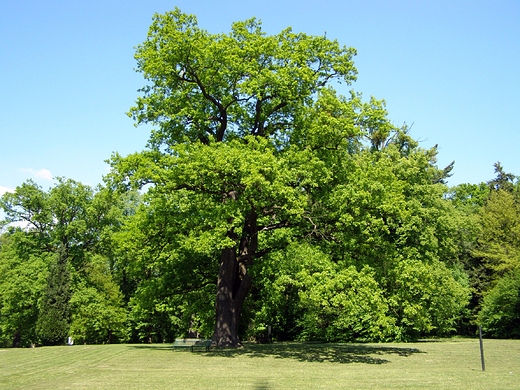 Moszna - park