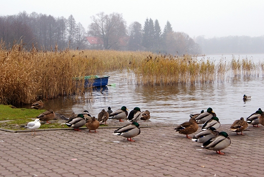 Jezioro Czos