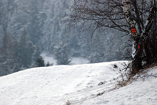 Czerwony szlak na Maciejow. Gorce