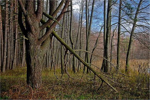 Nad jeziorem Mulicznym