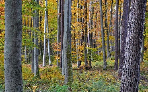 nietypowa Puszcza Piska