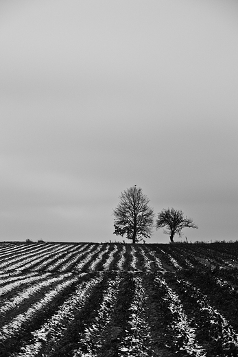 Twardziele ruszaj na pnoc. Przez Kakonin.