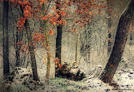 Klimatycznie
