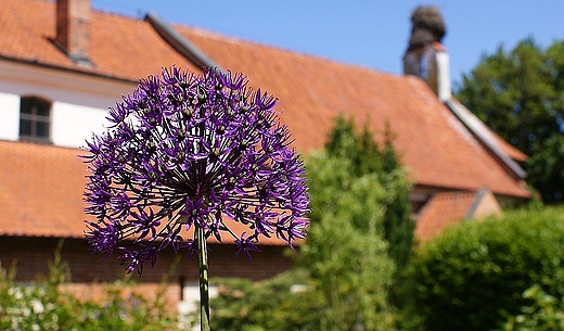 Czosnek ozdobny na tle zespou poszpitalnego. Frombork