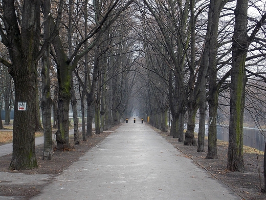 Warszawa. Aleja drzew przy Stadionie Legii.