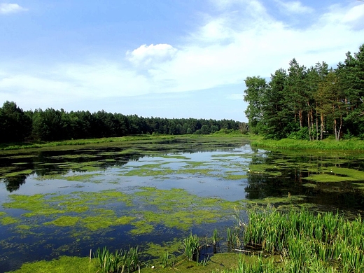 Zalew na rzece Sopot