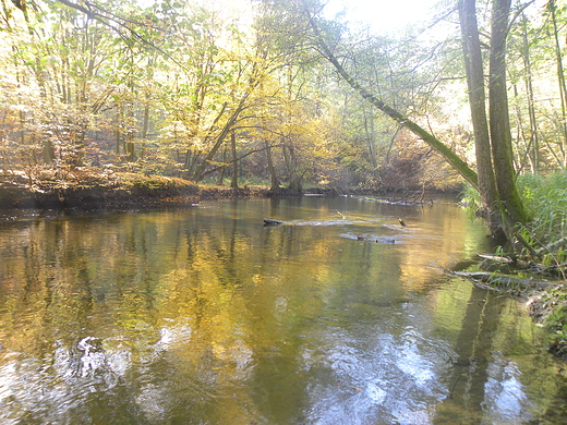 Rzeka Drawa - Drawieski Park Narodowy.