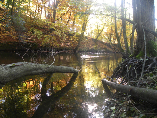 Rzeka Drawa - Drawieski Park Narodowy.