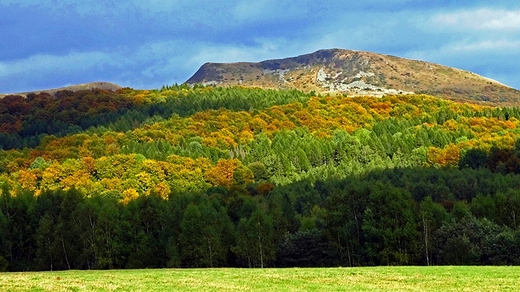 Tarnica