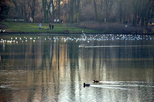 Park Skaryszewski