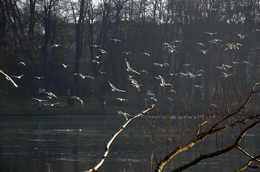 Park Skaryszewski