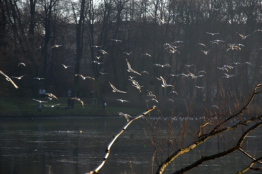 Park Skaryszewski