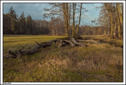 Gouchw - grudniowa jesie w zim 2013 _ bobry si napracoway :