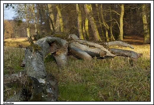 Gouchw - grudniowa jesie w zim 2013 _ bobry si napracoway :