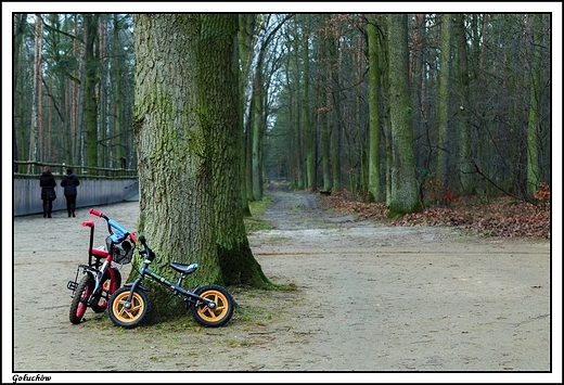 Gouchw - grudniowa jesie w zim 2013 _ przy zagrodach dla zwierzt