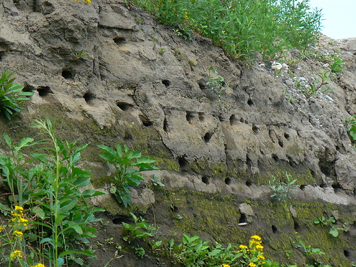 Mieszkanka  jaskek brzegwek nad Odr.