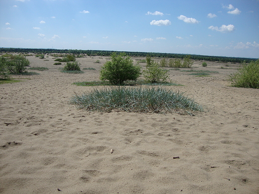 Pustynia Bdowska